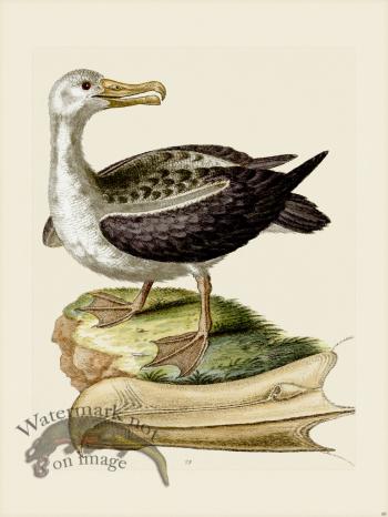 Edwards 088 Albatross